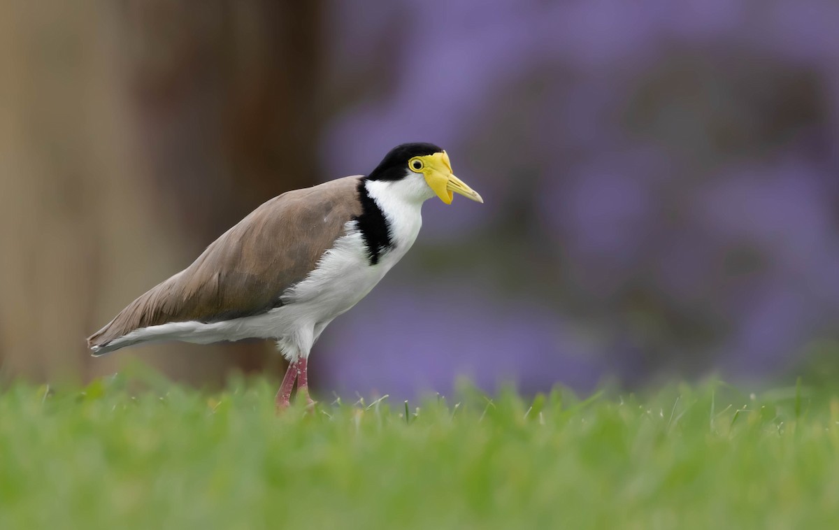 Masked Lapwing - ML308404401
