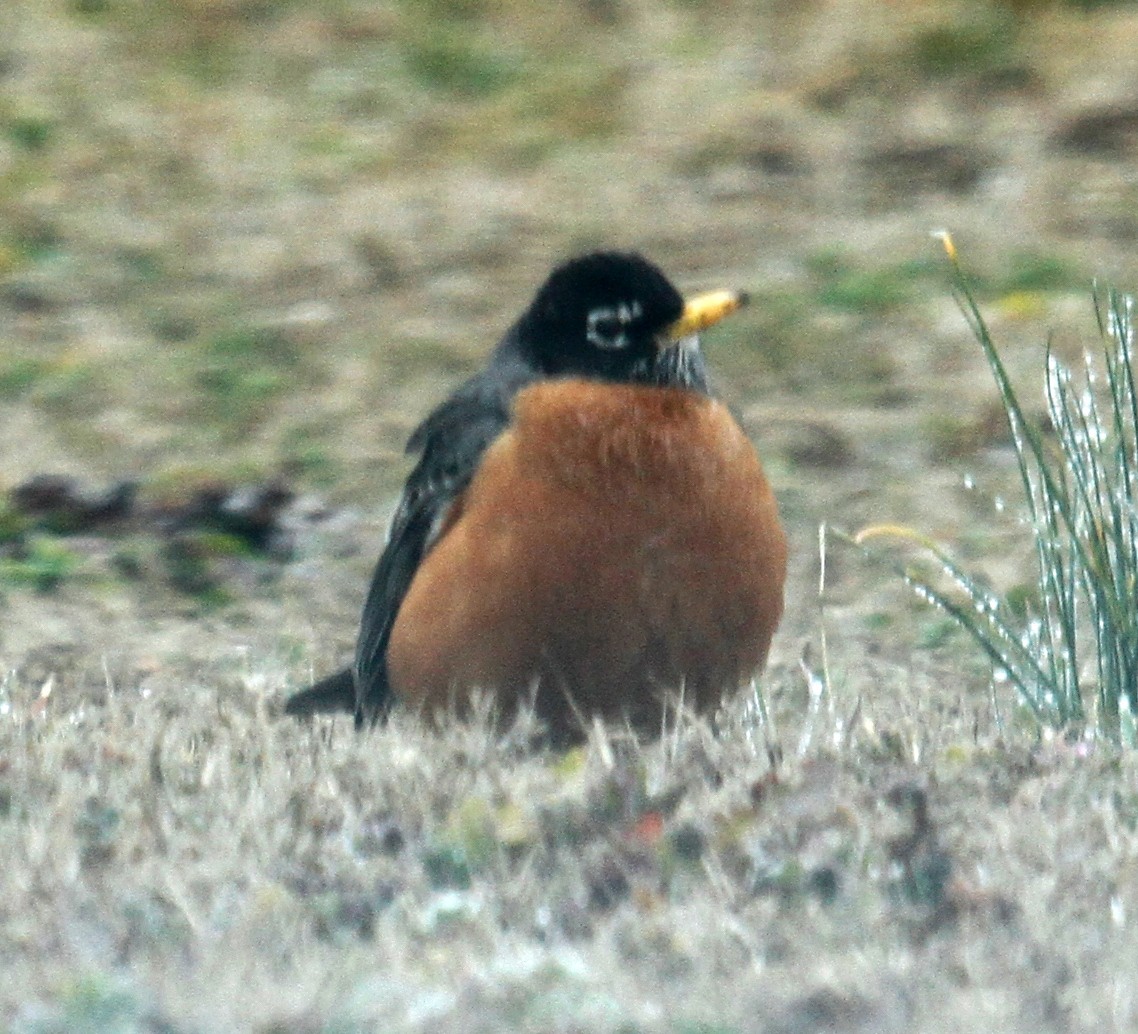 American Robin - ML308404971