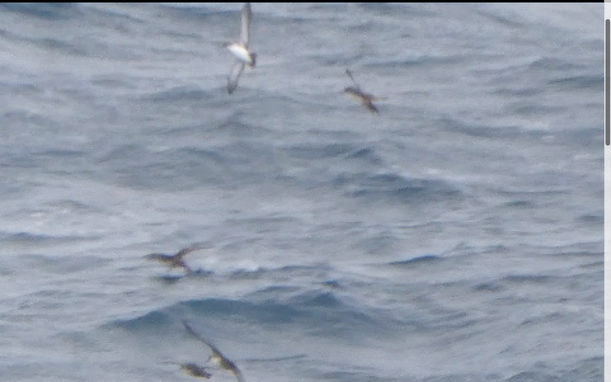 Yelkouan Shearwater - ML308405121