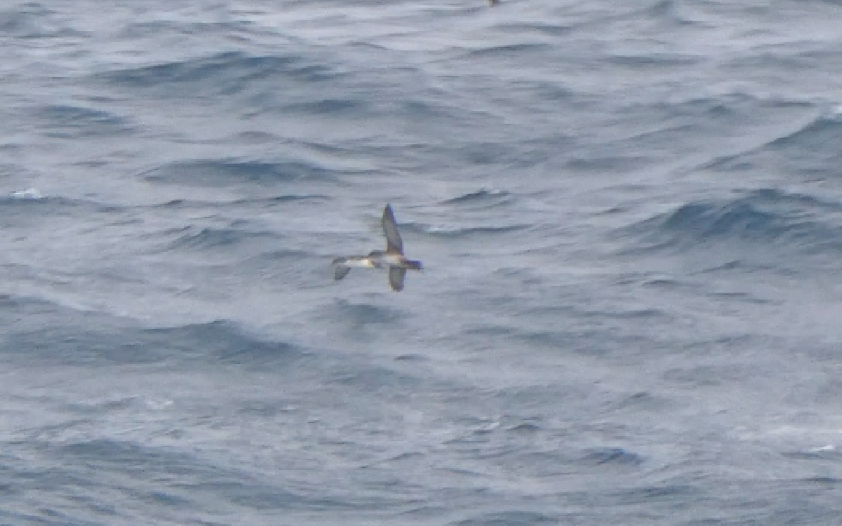 Yelkouan Shearwater - ML308405191