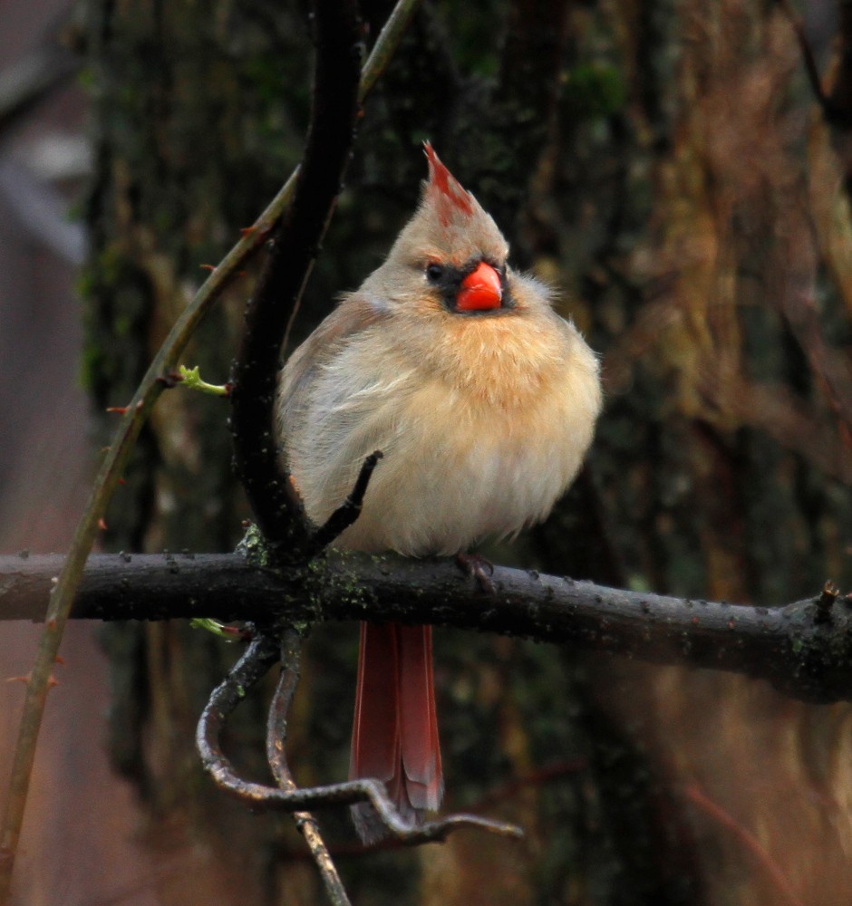 Northern Cardinal - ML308405301