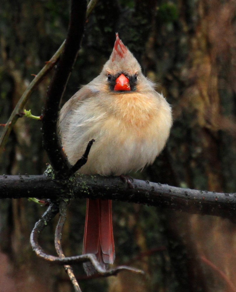 Northern Cardinal - ML308405311