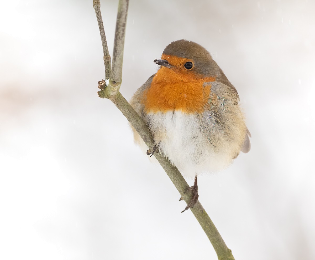 European Robin - ML308406161