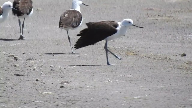 Andean Avocet - ML308412591