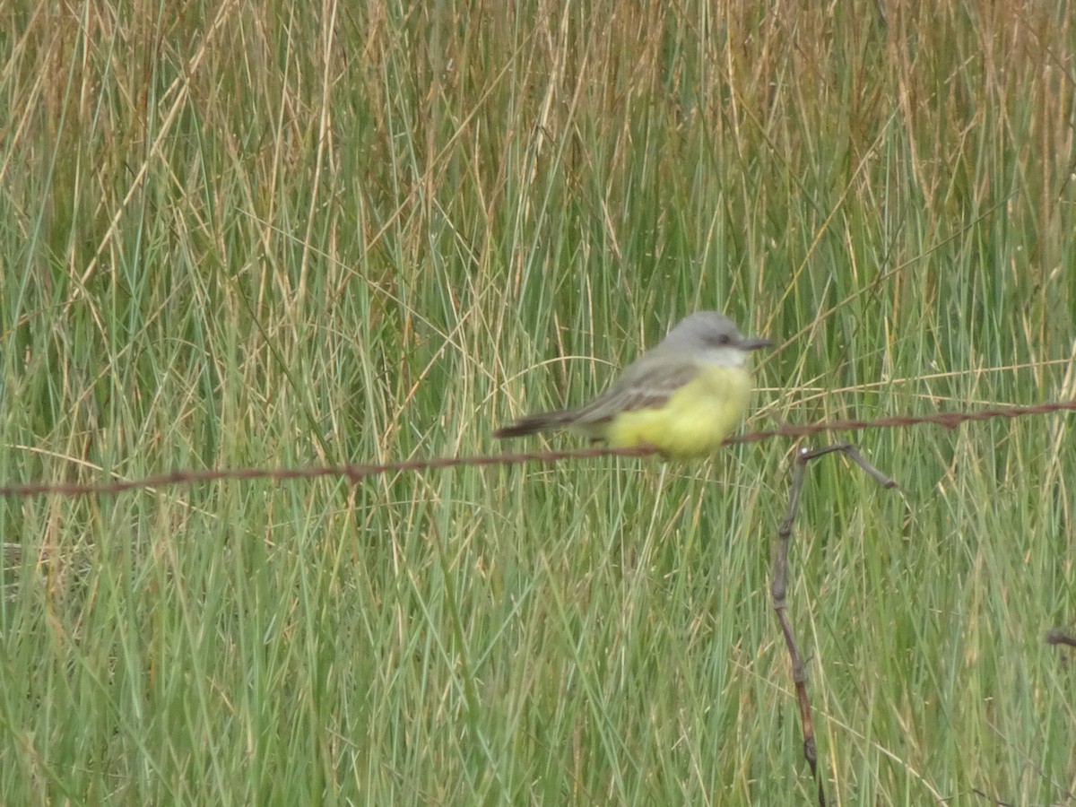 Tropical Kingbird - ML308412861