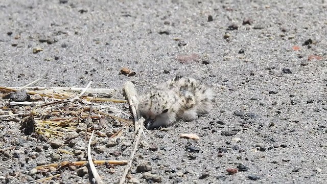 Puna Plover - ML308413141