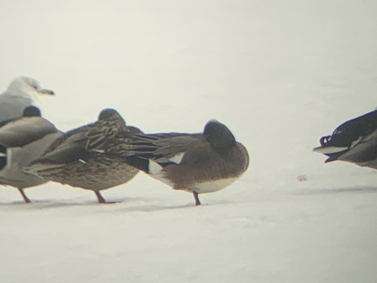 American Wigeon - ML308413901