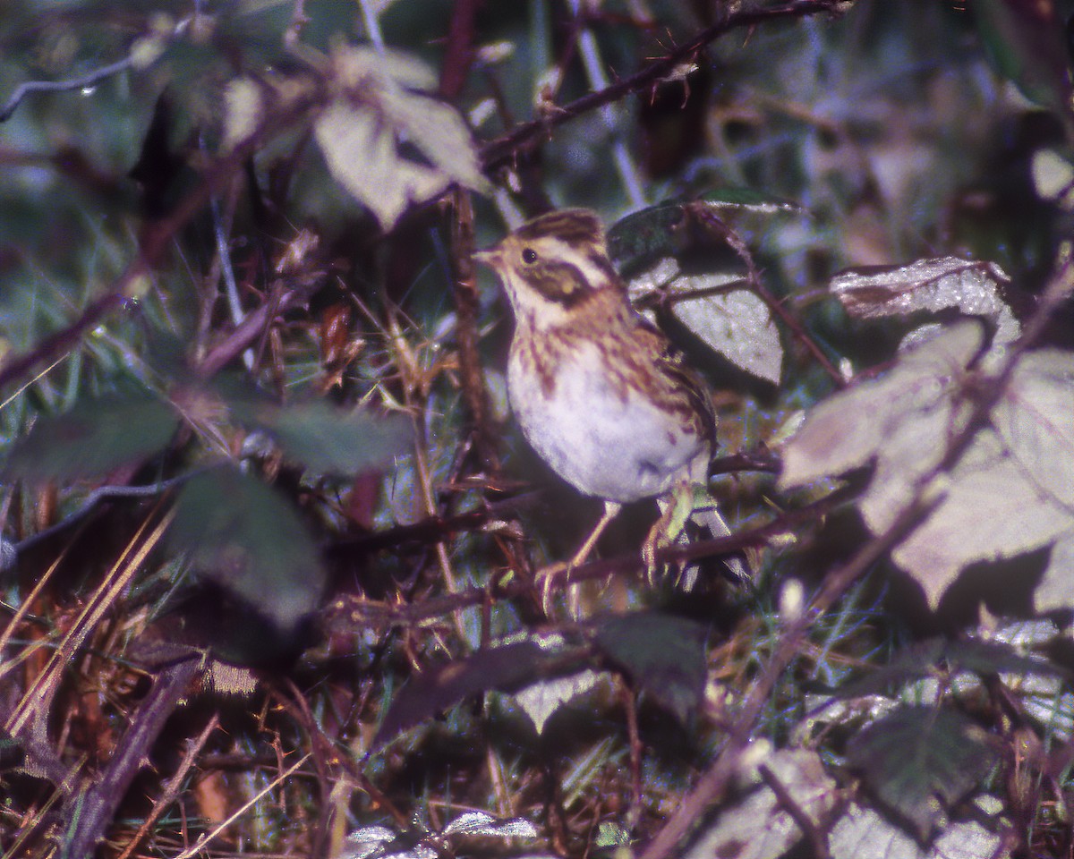 Rustic Bunting - ML308414461