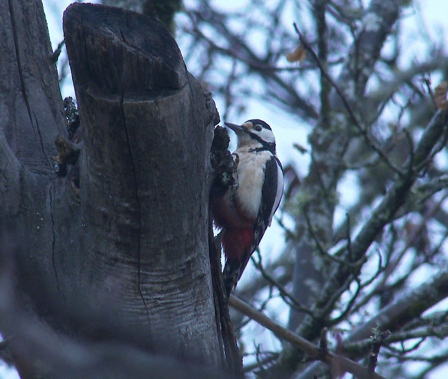 Great Spotted Woodpecker - Paulo Belo