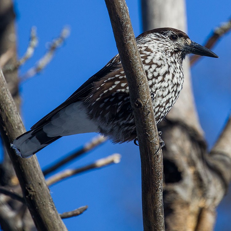 Eurasian Nutcracker - www.aladdin .st