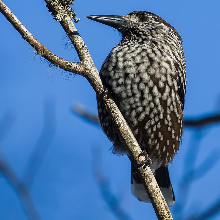 Eurasian Nutcracker - www.aladdin .st