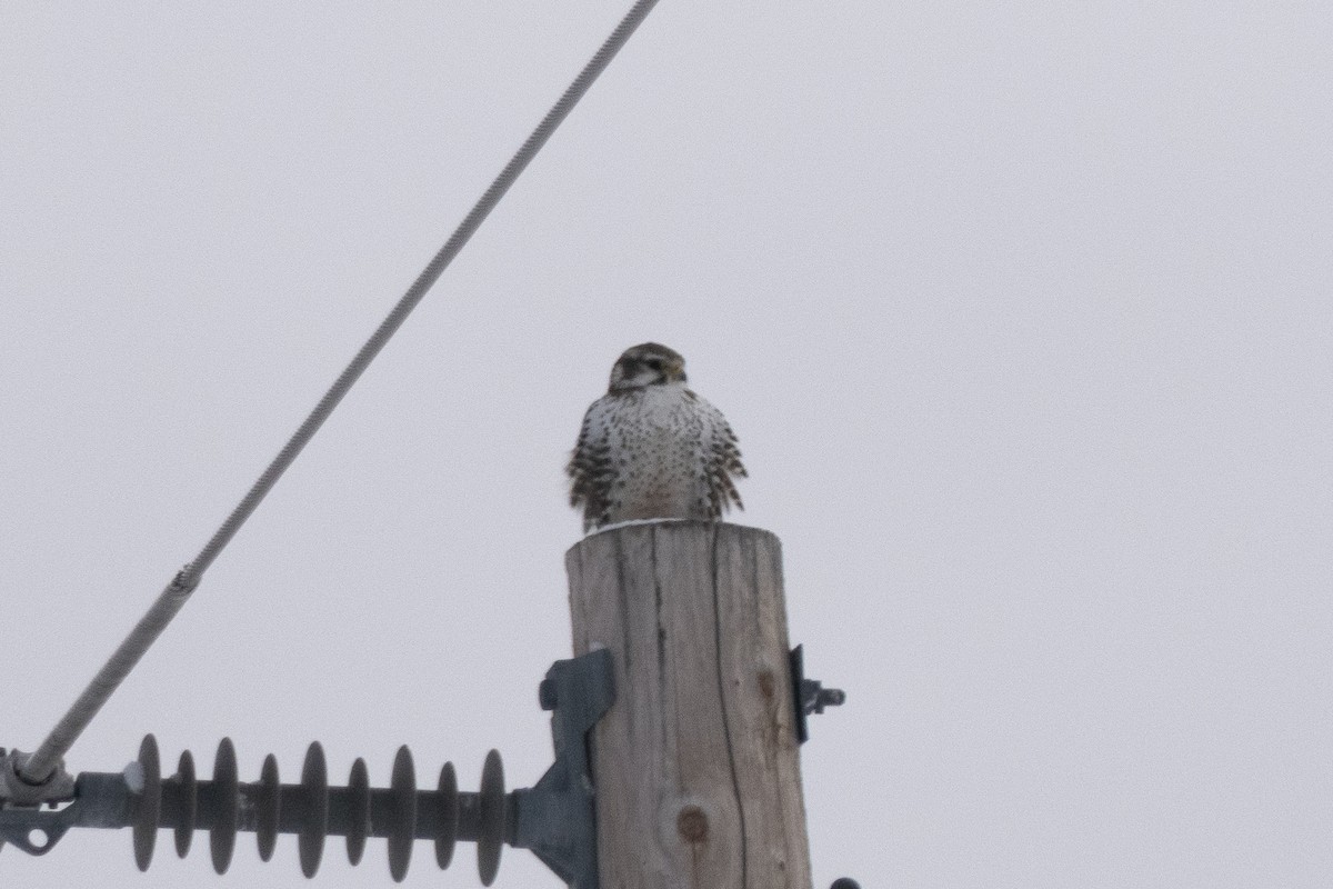 Prairie Falcon - Jake Bramante