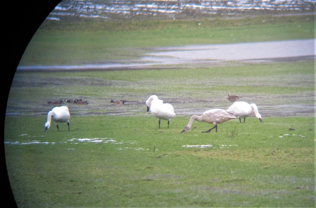 Cygne siffleur - ML308415161