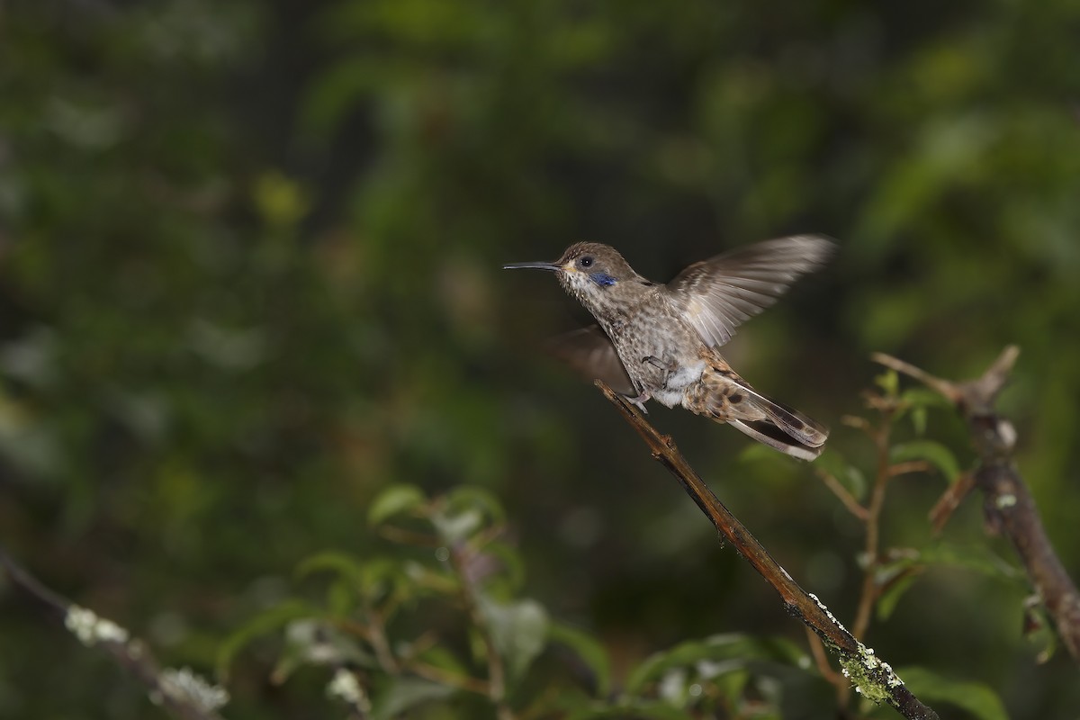 Brown Violetear - Marco Valentini