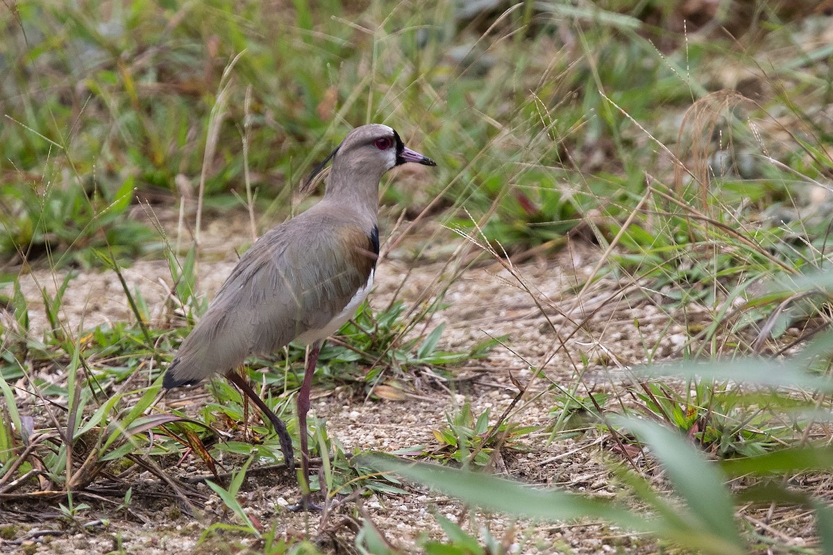 Southern Lapwing - Arthur Grosset