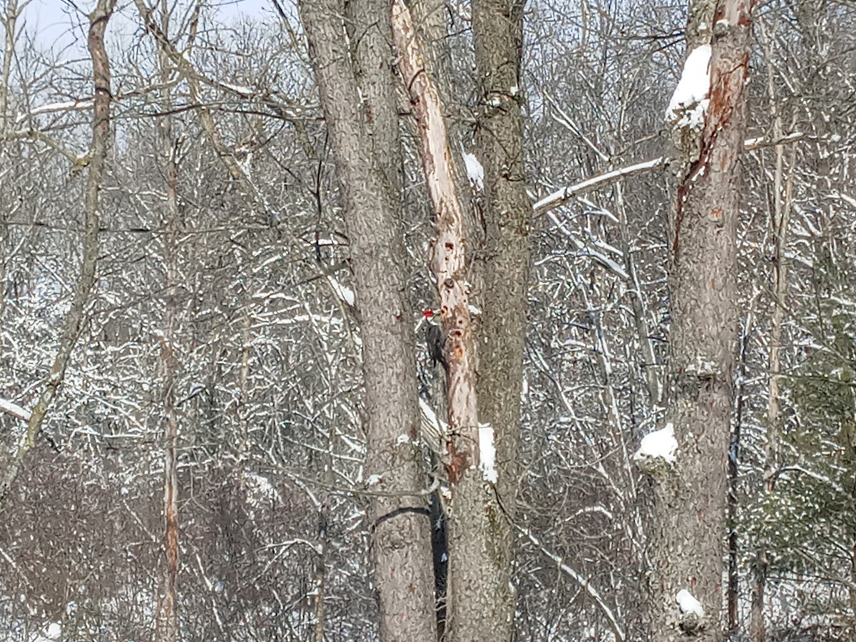 Pileated Woodpecker - ML308419261