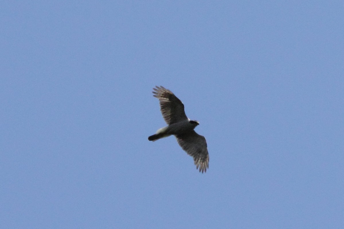 American Goshawk - ML30841951