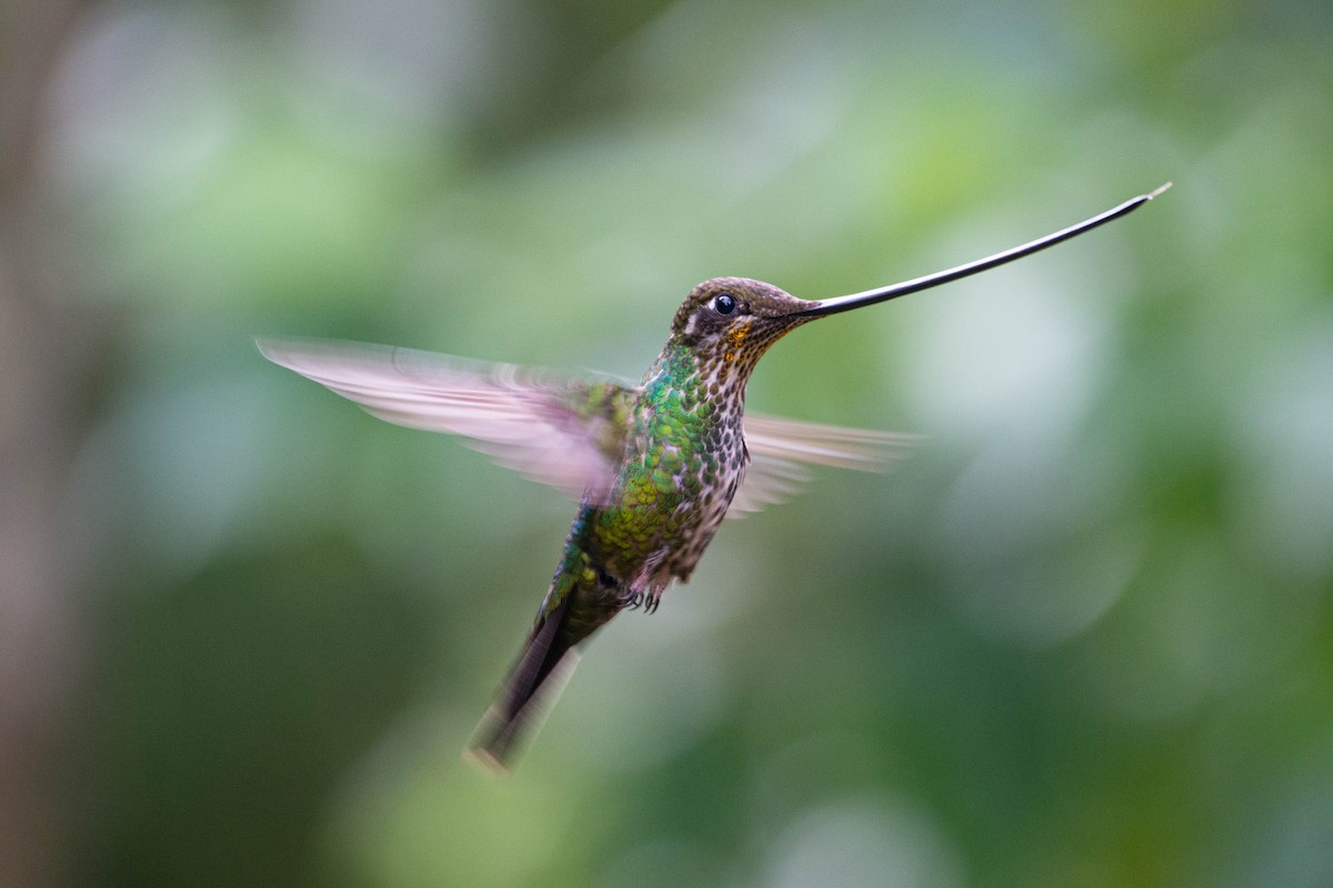Sword-billed Hummingbird - ML308419971