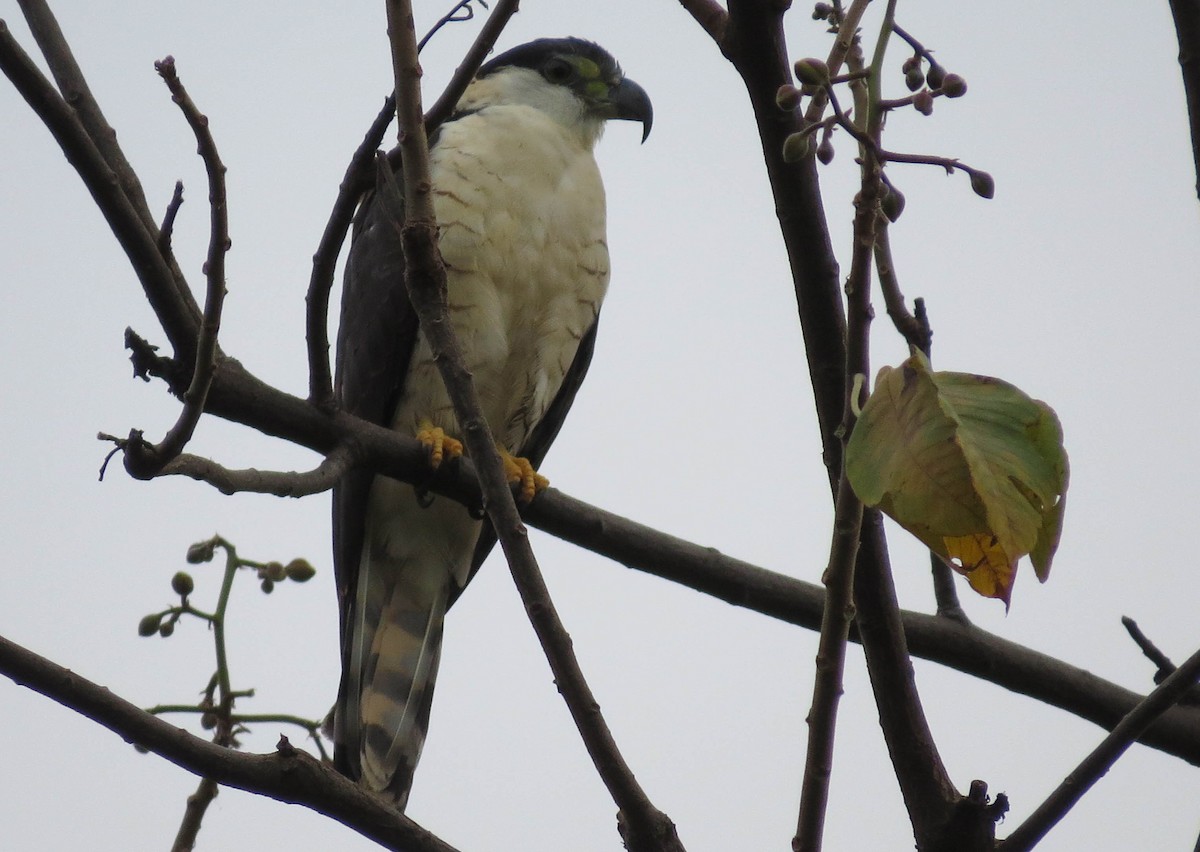Hook-billed Kite - Anonymous