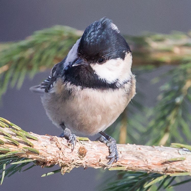 Coal Tit - ML308422801