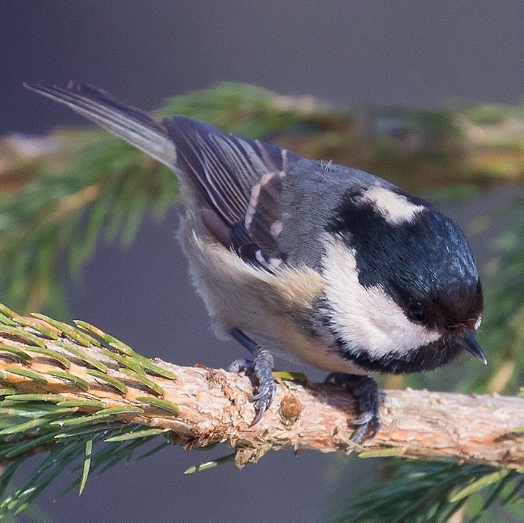 Coal Tit - ML308422811