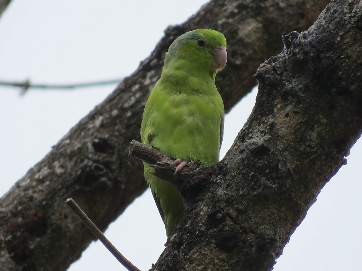 Папуга-горобець еквадорський - ML30842391