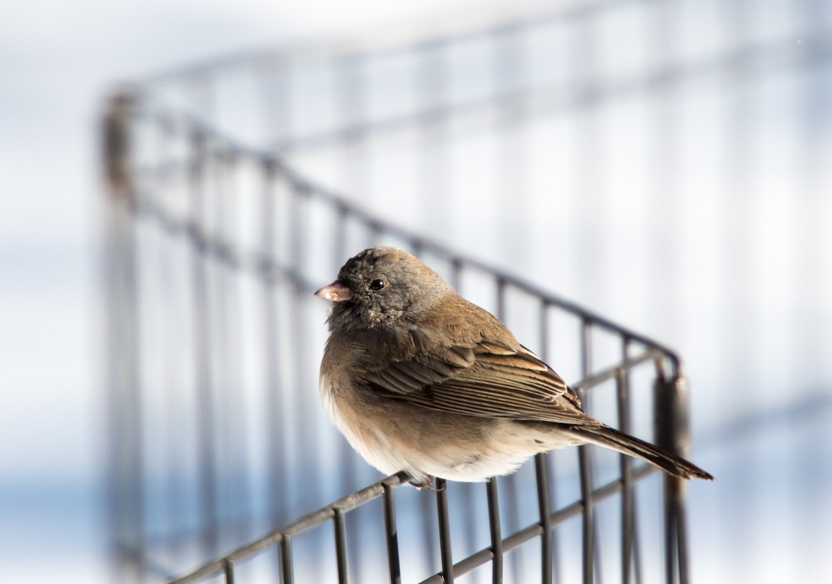 Dark-eyed Junco - ML308424511