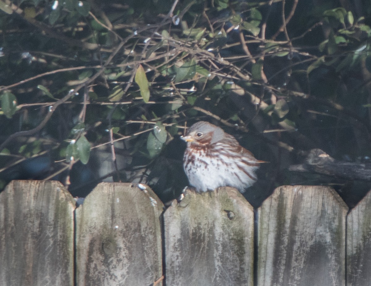 Fox Sparrow - ML308424641