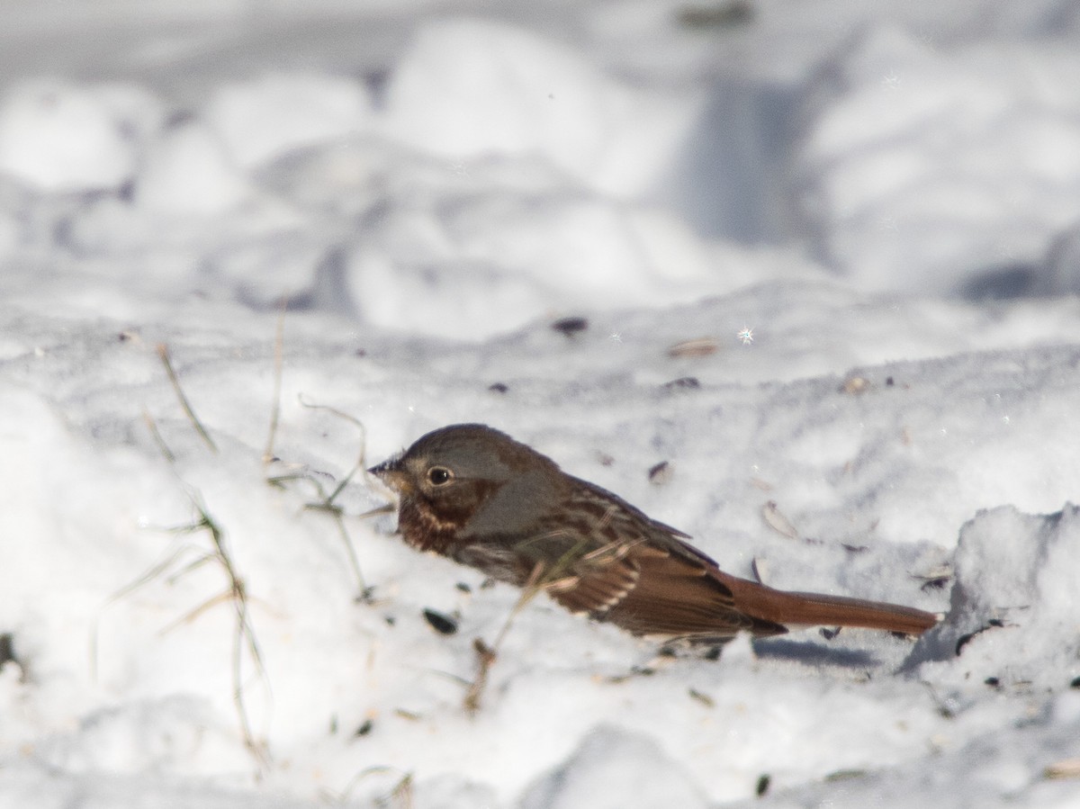 Fox Sparrow - ML308424861