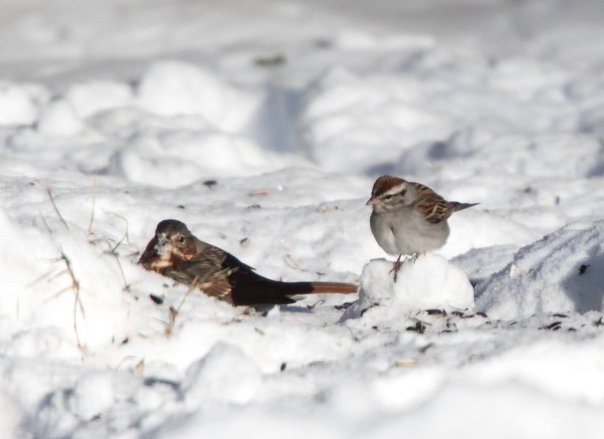 Fox Sparrow - ML308424941