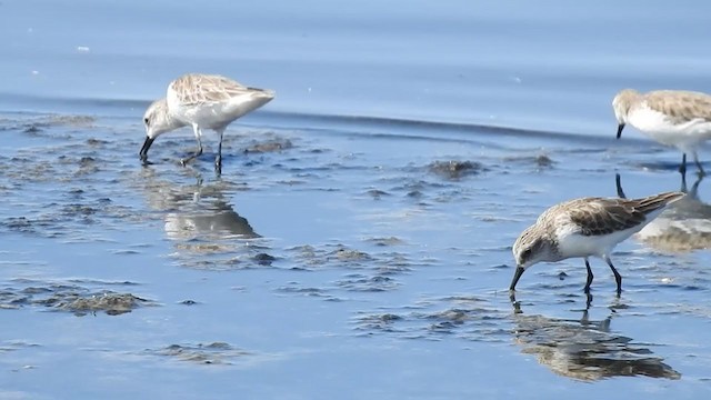 Semipalmated Sandpiper - ML308425171