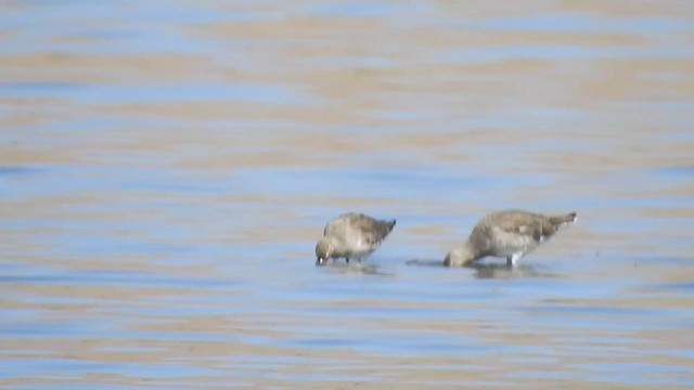 Hudsonian Godwit - ML308425181