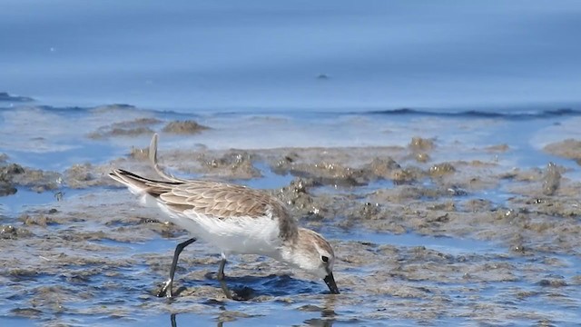 Semipalmated Sandpiper - ML308425191