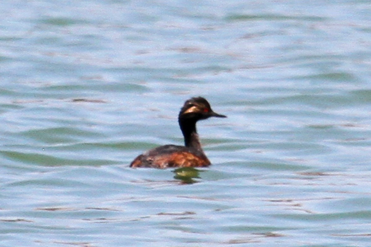 Eared Grebe - ML30842591
