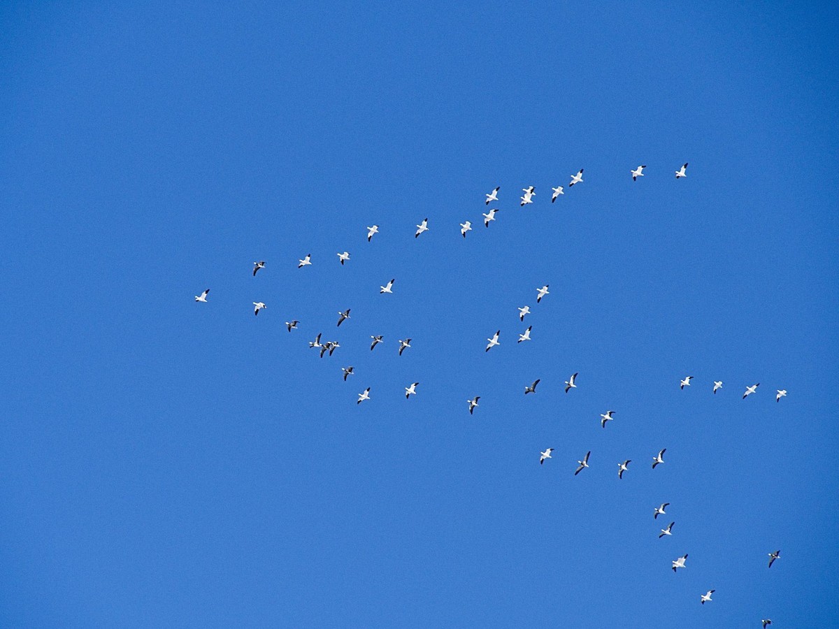 Snow Goose - ML308426101