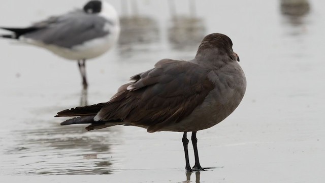オグロカモメ - eBird