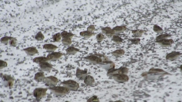 Lapland Longspur - ML308428571