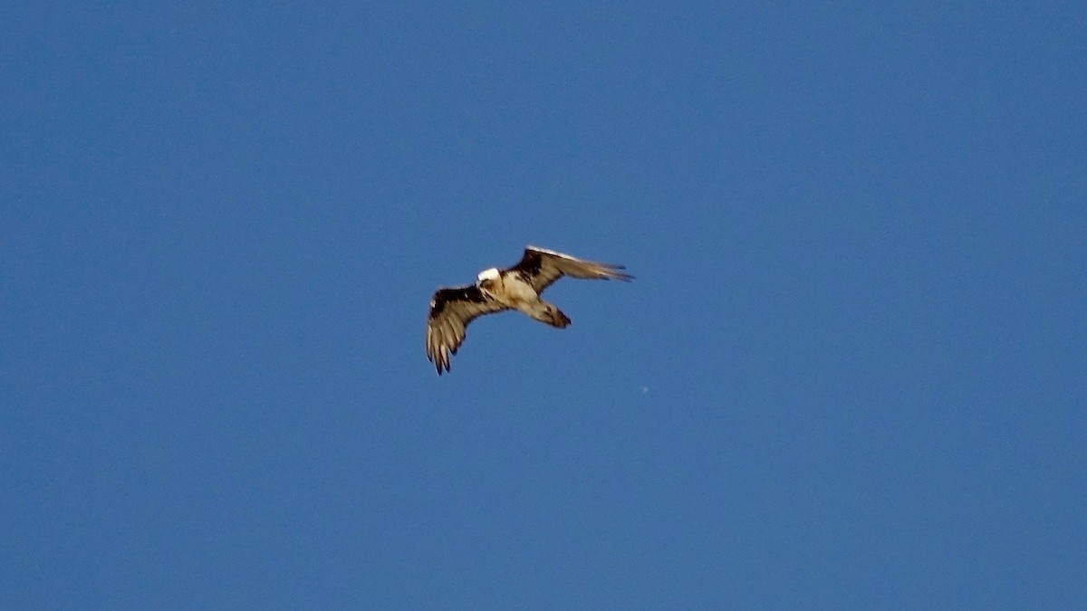 Bearded Vulture - Jan Ekkers