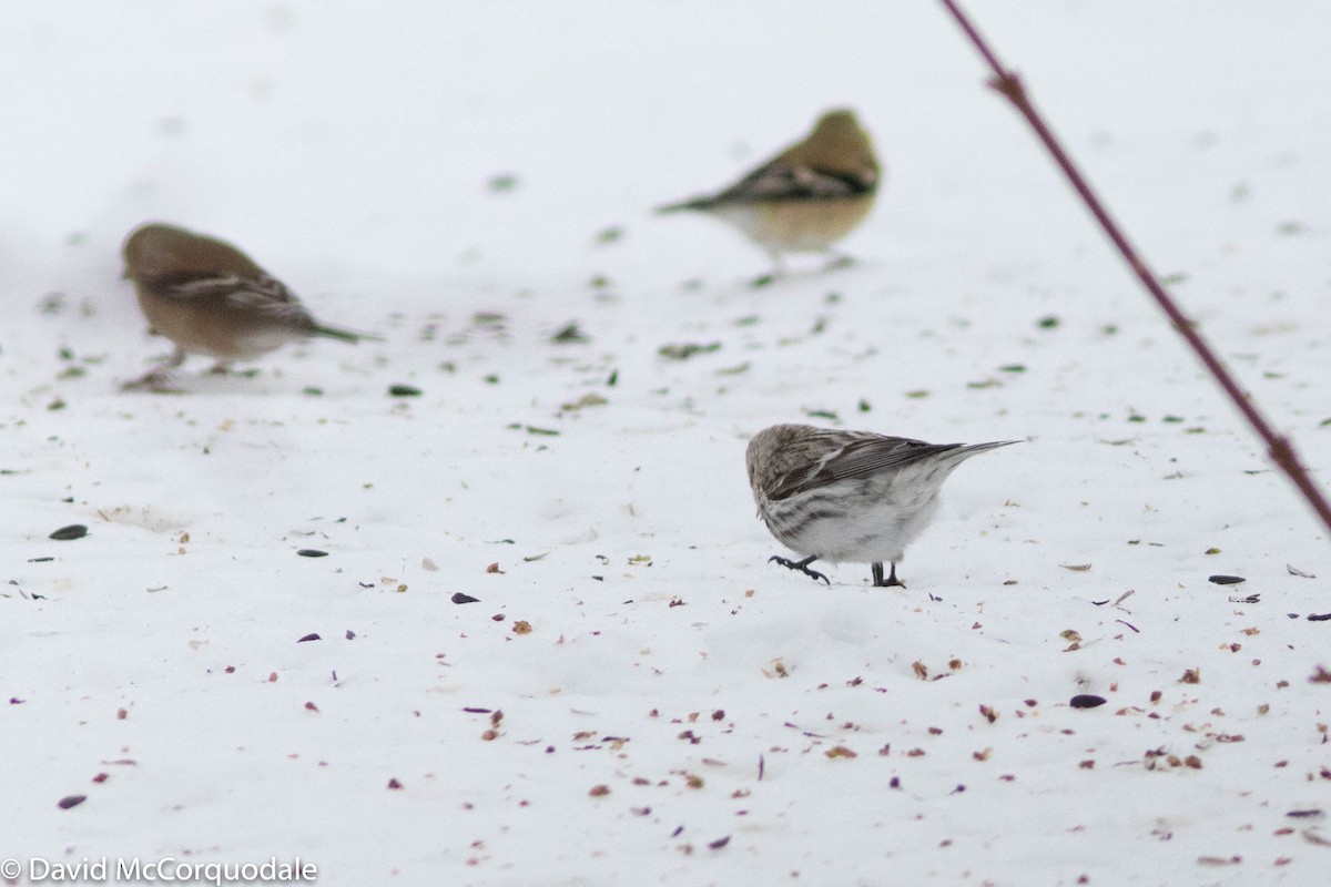 Common Redpoll - ML308432331