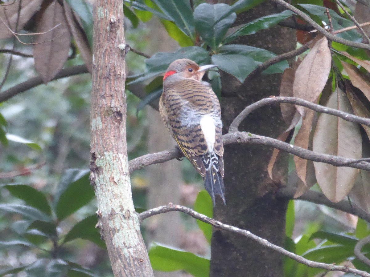 Northern Flicker (Yellow-shafted) - Eric Cormier