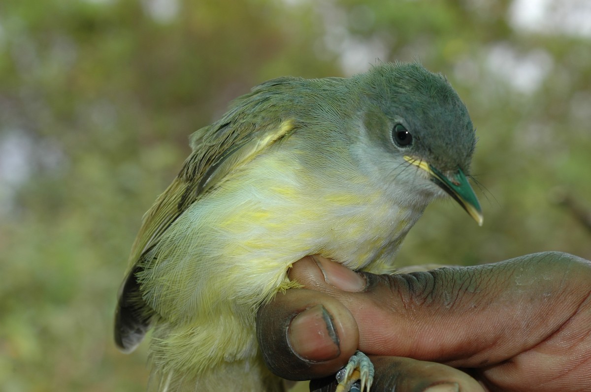 Yellow-streaked Greenbul (Yellow-streaked) - David Moyer