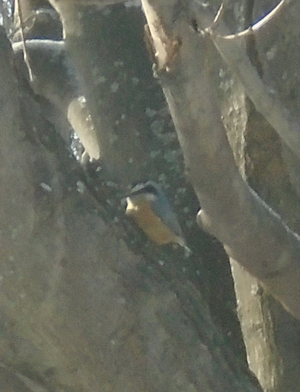 Red-breasted Nuthatch - ML308434131