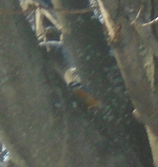 Red-breasted Nuthatch - ML308434181