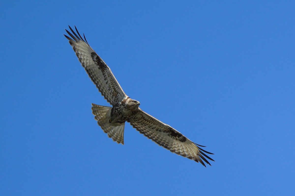 Upland Buzzard - ML308436071