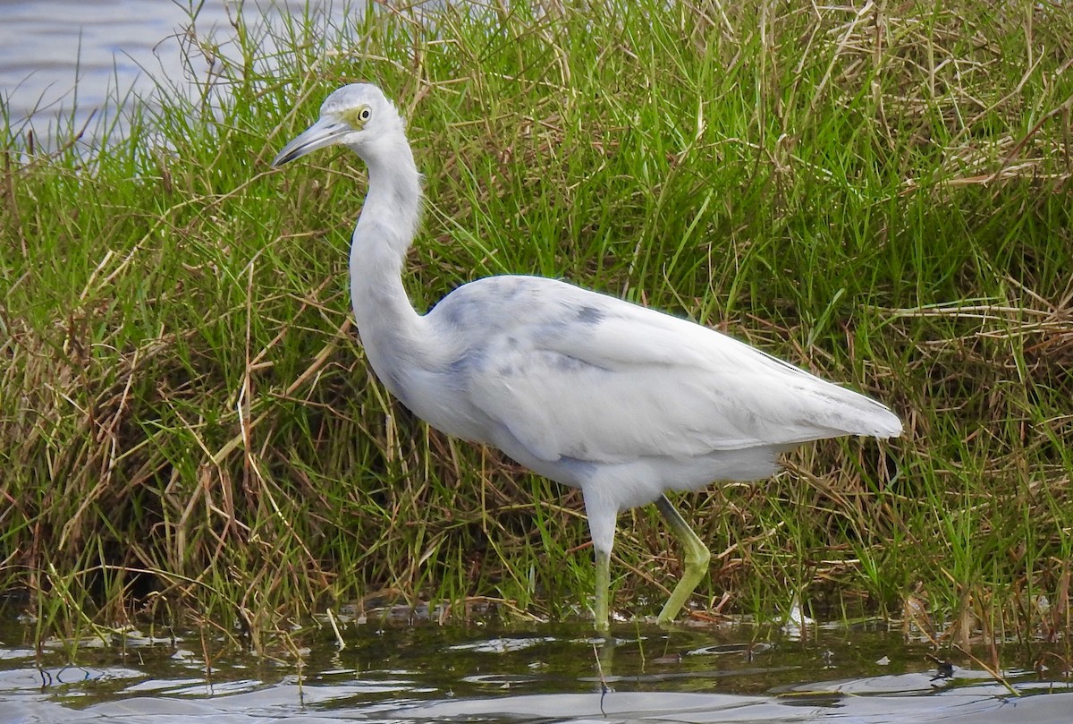 Little Blue Heron - ML308436821