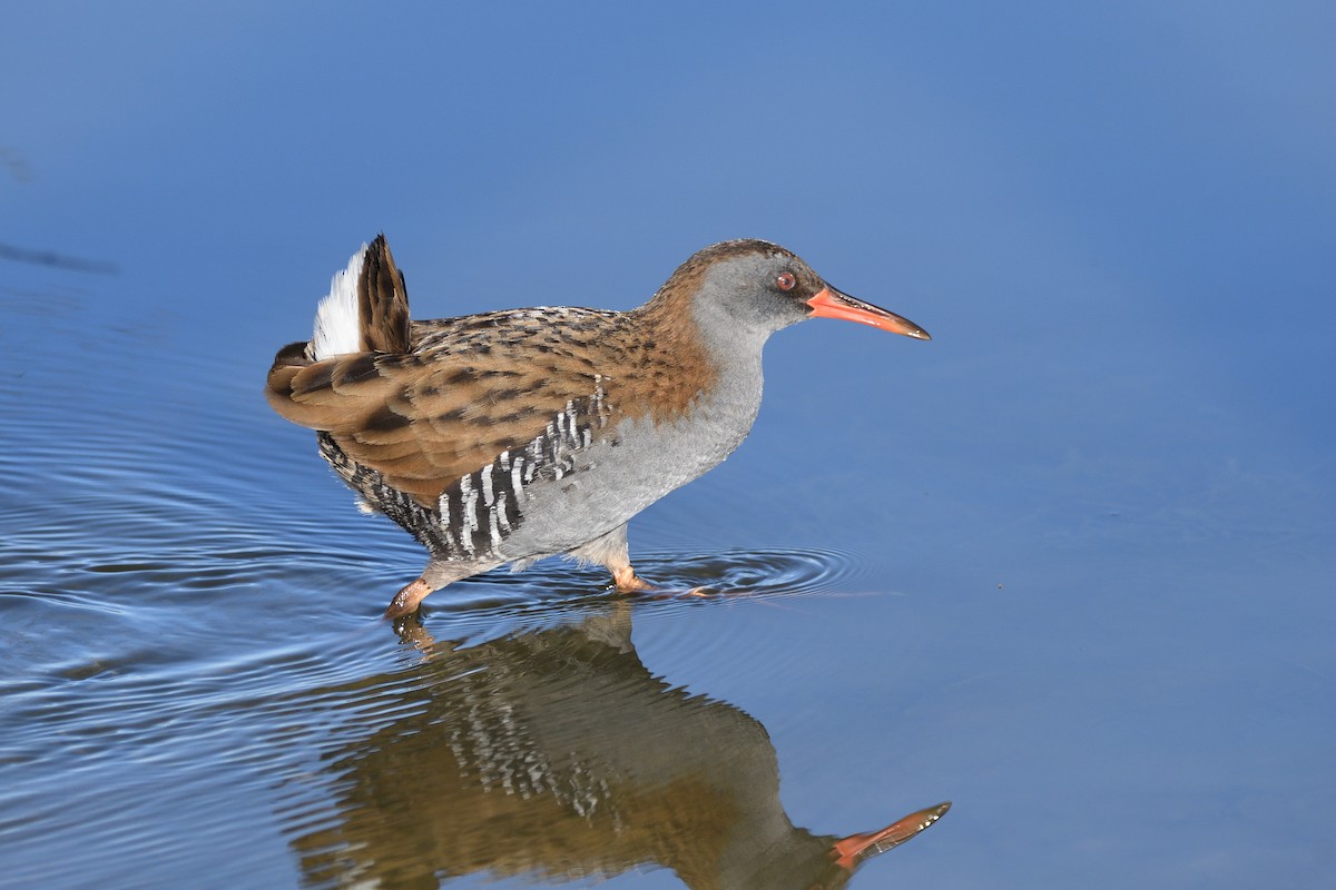 Water Rail - Santiago Caballero Carrera