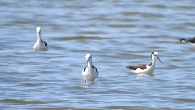 Black-necked Stilt - ML308439811