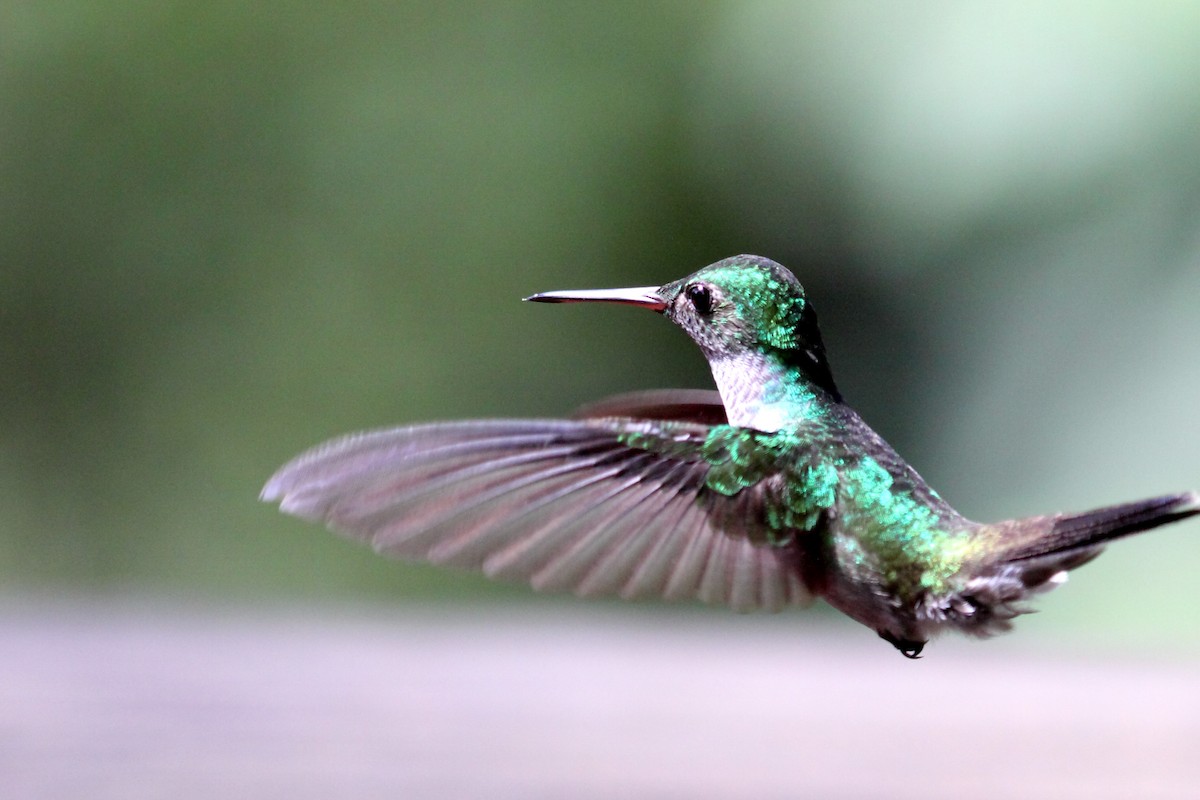 White-necked Jacobin - ML308440231