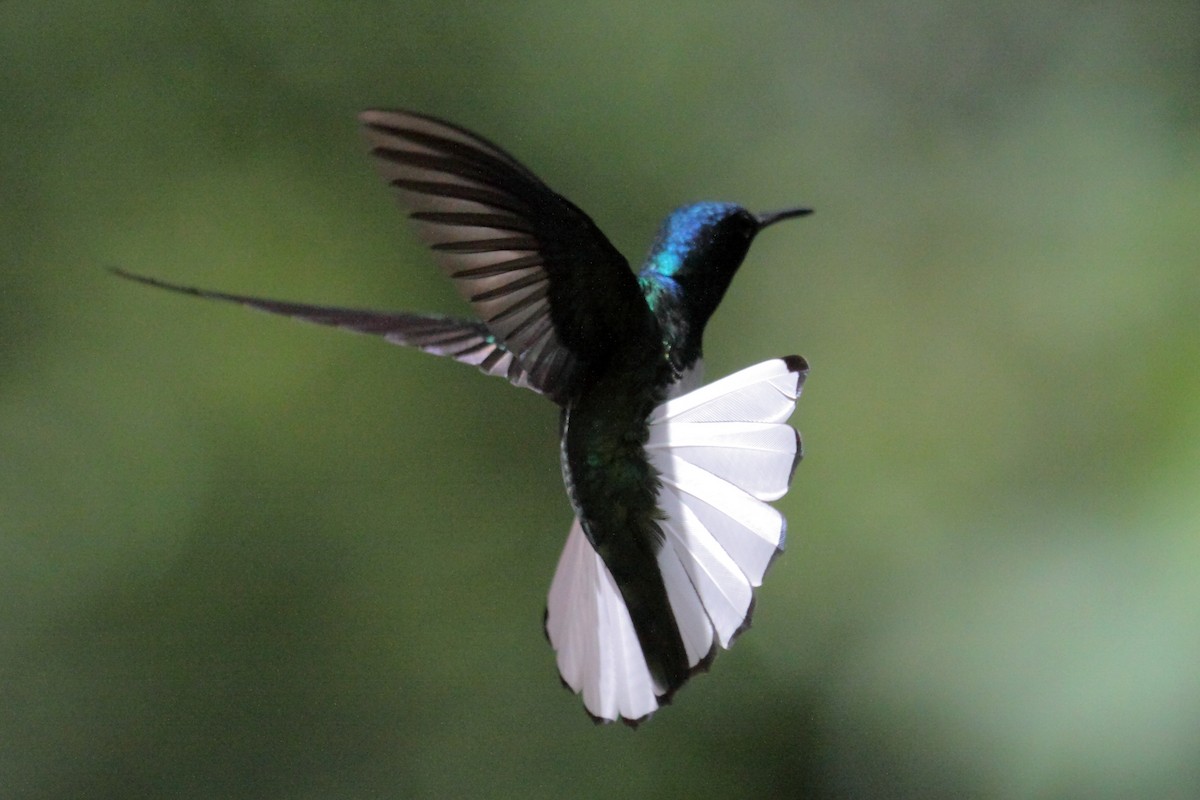 White-necked Jacobin - Eero Rasi