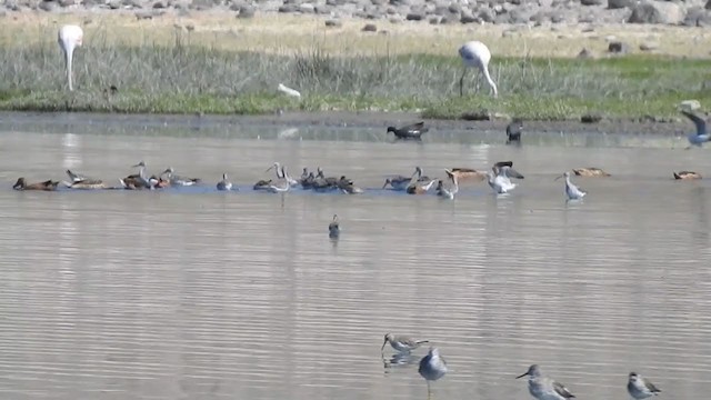 Lesser Yellowlegs - ML308440481